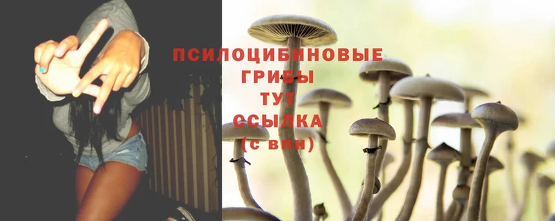 Псилоцибиновые грибы Psilocybine cubensis  Новокубанск 